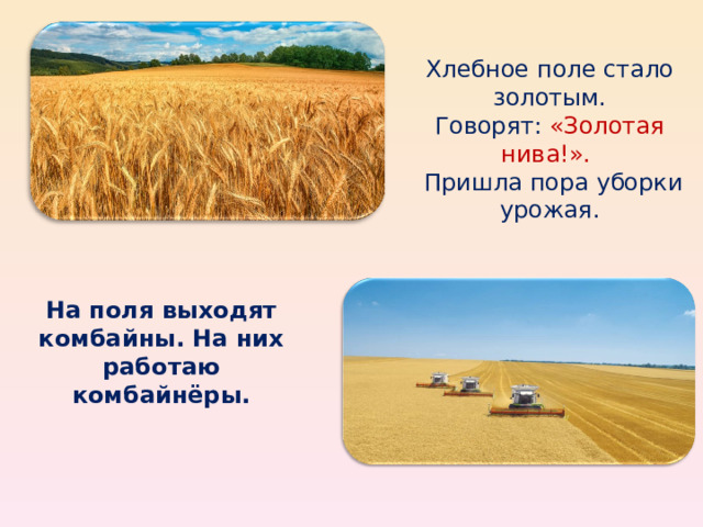 Хлебное поле стало золотым. Говорят: «Золотая нива!».  Пришла пора уборки урожая. На поля выходят комбайны. На них работаю комбайнёры. 