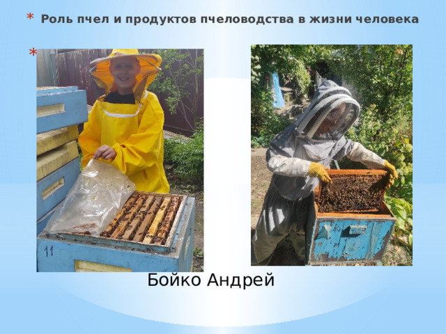 Роль пчел и продуктов пчеловодства в жизни человека Бойко Андрей 