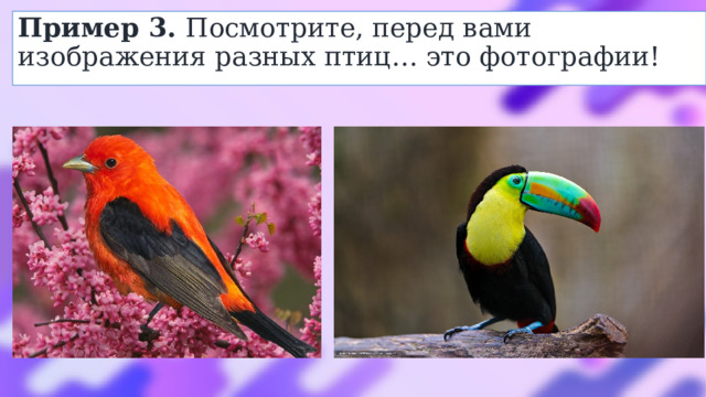 Пример 3. Посмотрите, перед вами изображения разных птиц… это фотографии! 
