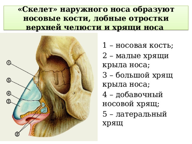 «Скелет» наружного носа образуют носовые кости, лобные отростки верхней челюсти и хрящи носа 1 – носовая кость; 2 – малые хрящи крыла носа; 3 – большой хрящ крыла носа; 4 – добавочный носовой хрящ; 5 – латеральный хрящ 