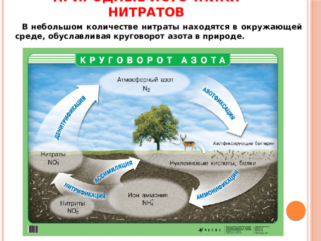 ПРИРОДНЫЕ ИСТОЧНИКИ НИТРАТОВ  В небольшом количестве нитраты находятся в окружающей среде, обуславливая круговорот азота в природе. 