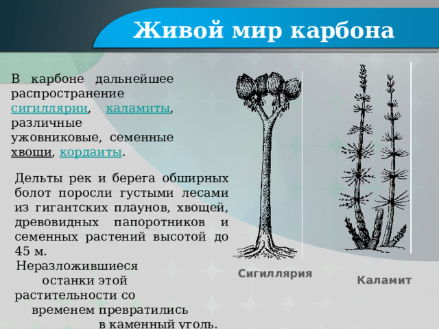 Живой мир карбона В карбоне дальнейшее распространение сигиллярии , каламиты , различные ужовниковые, семенные хвощи , кордаиты . Дельты рек и берега обширных болот поросли густыми лесами из гигантских плаунов, хвощей, древовидных папоротников и семенных растений высотой до 45 м. Неразложившиеся останки этой растительности со временем превратились в каменный уголь. Сигиллярия Каламит 