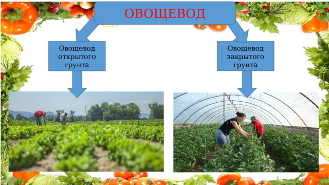 ОВОЩЕВОД Овощевод закрытого грунта Овощевод открытого грунта 