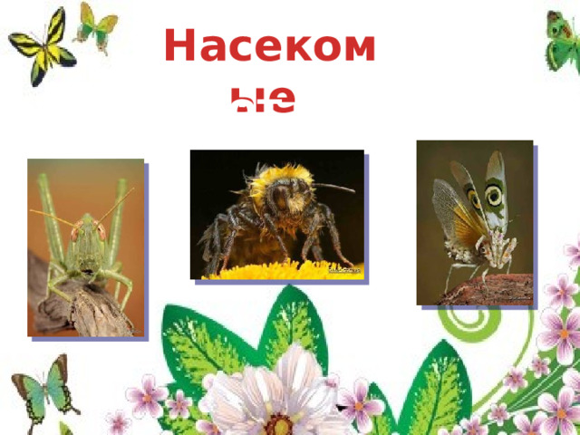 Насекомые Имеют 6 ног 