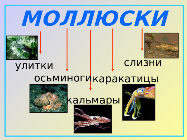 МОЛЛЮСКИ слизни улитки осьминоги каракатицы кальмары 