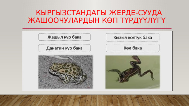  КЫргызстандагы жерде-сууда жашоочулардын көп түрдүүлүгү 