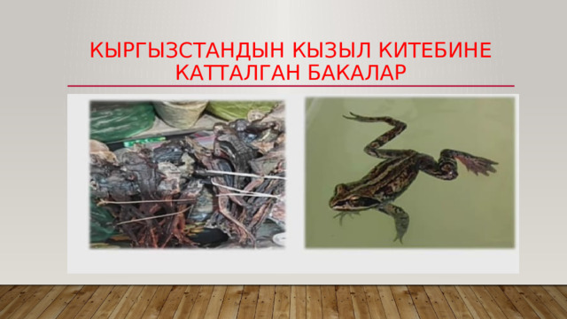 Кыргызстандын кызыл китебине катталган бакалар 