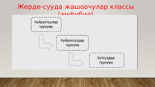 Жерде-сууда жашоочулар классы (амфибия) 