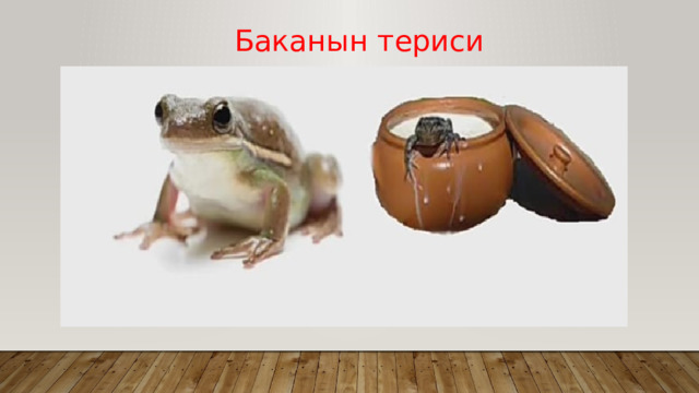 Баканын териси 