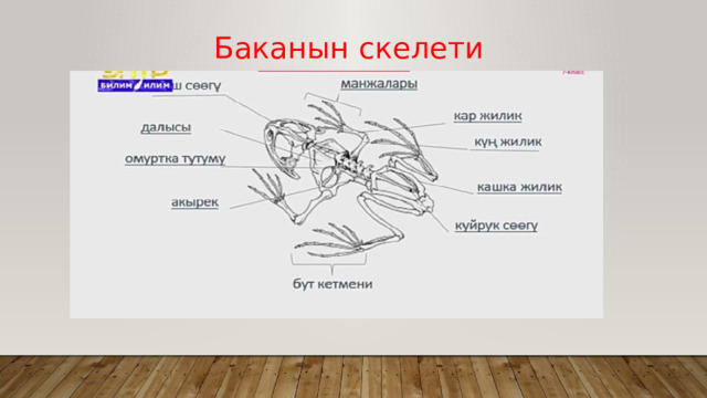 Баканын скелети 