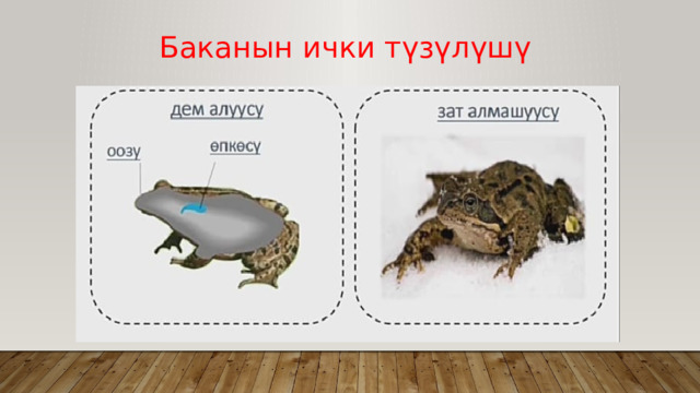 Баканын ички түзүлүшү 