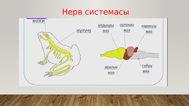 Нерв системасы 