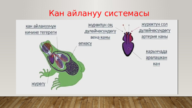 Кан айлануу системасы 