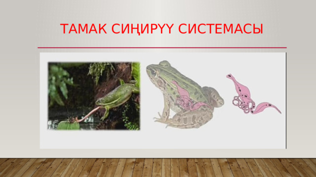 ТаМАК СИҢИРҮҮ СИСТЕМАСЫ 