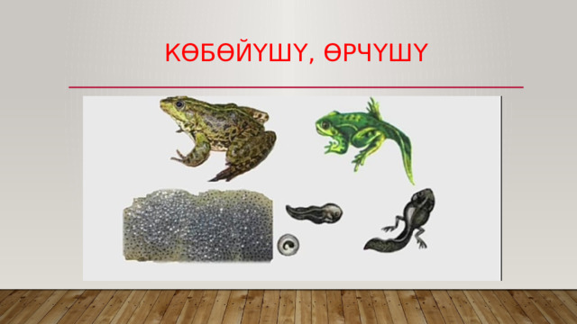 КӨБӨЙҮШҮ, ӨРЧҮШҮ 