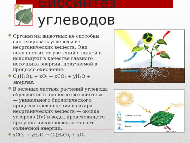 Биосинтез углеводов Организмы животных не способны синтезировать углеводы из неорганических веществ. Они получают их от растений с пищей и используют в качестве главного источника энергии, получаемой в процессе окисления: C x (H 2 O) y + xO 2 → xCO 2 + yH 2 O + энергия . В зеленых листьях растений углеводы образуются в процессе  фотосинтеза — уникального биологического процесса превращения в сахара неорганических веществ — оксида углерода (IV) и воды, происходящего при участии хлорофилла за счёт солнечной энергии: xCO 2 + yH 2 O → C x (H 2 O) y + xO 2 5 