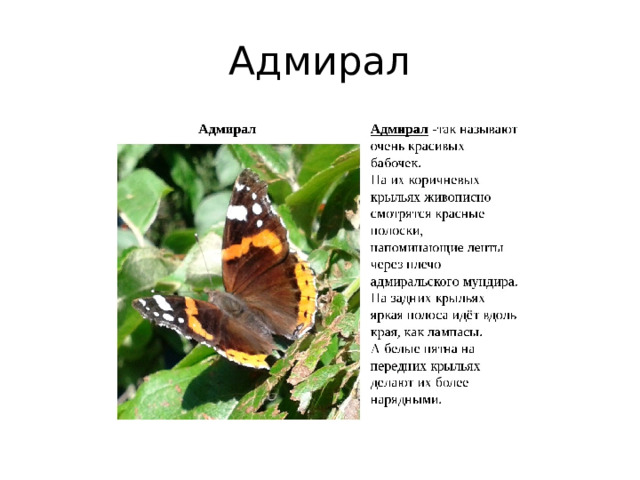 Адмирал 