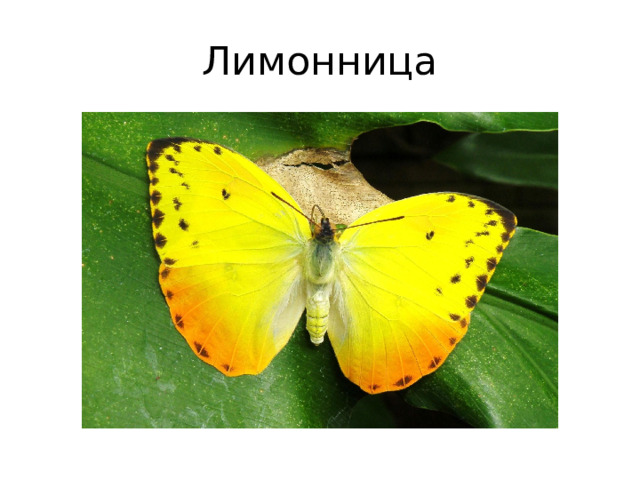 Лимонница 