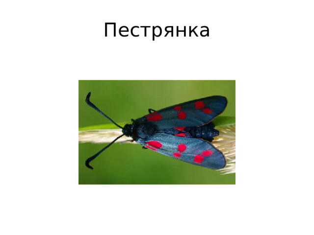 Пестрянка 
