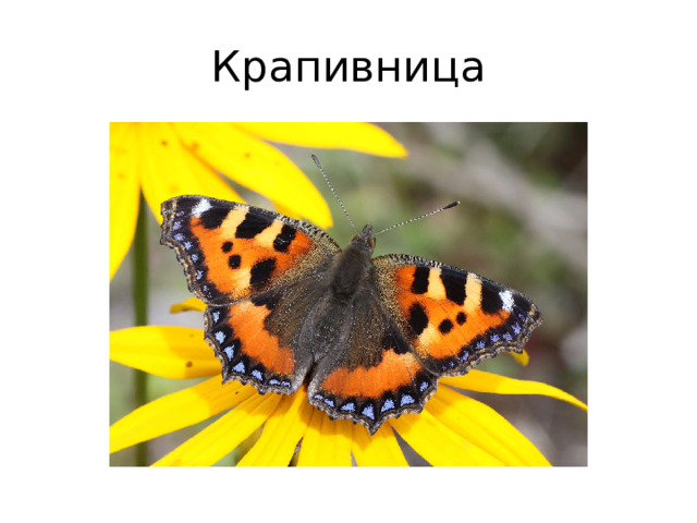 Крапивница 
