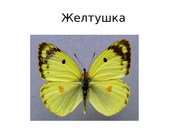 Желтушка 