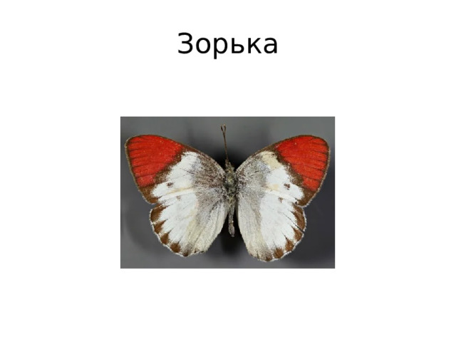 Зорька 