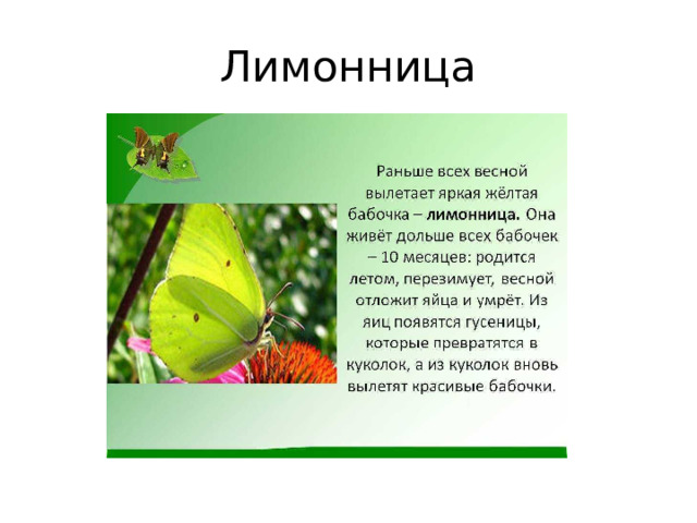 Лимонница 