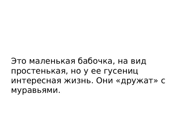 Это маленькая бабочка, на вид простенькая, но у ее гусениц интересная жизнь. Они «дружат» с муравьями. 