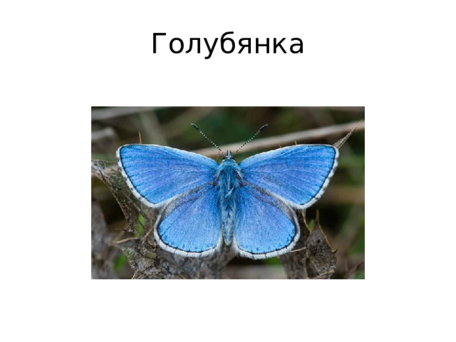 Голубянка 