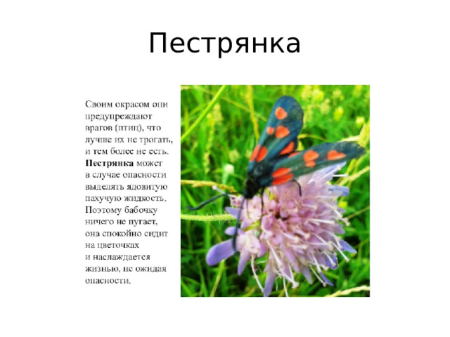 Пестрянка 