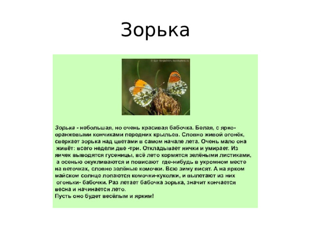 Зорька 