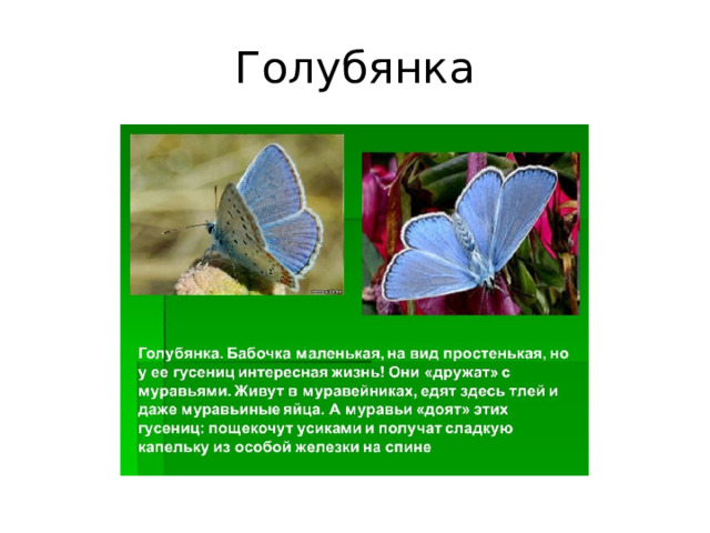 Голубянка 