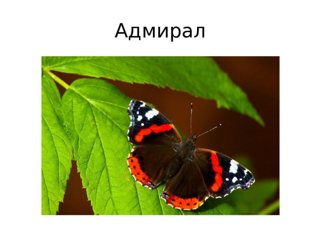 Адмирал 