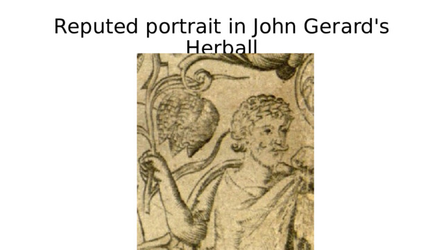 Reputed portrait in John Gerard's Herball 