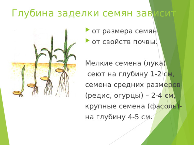 Глубина заделки семян зависит от размера семян от свойств почвы.  Мелкие семена (лука)  сеют на глубину 1-2 см, семена средних размеров (редис, огурцы) – 2-4 см, крупные семена (фасоль)- на глубину 4-5 см. 