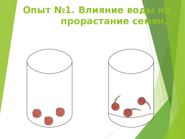 Опыт №1. Влияние воды на прорастание семян. H 2 O 