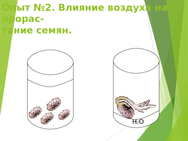 Опыт № 2 . Влияние воздуха на прорас-  тание семян. H 2 O H 2 O 