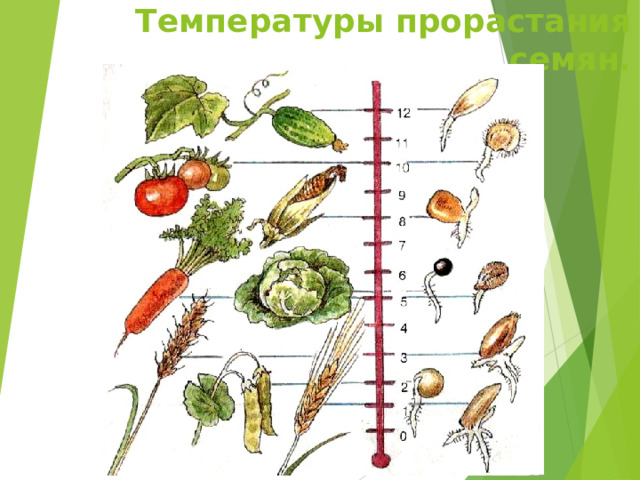 Температуры прорастания семян. 