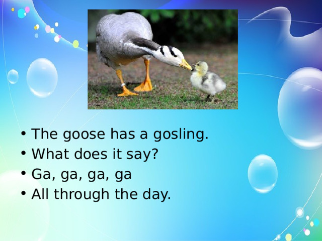 The goose has a gosling. What does it say? Ga, ga, ga, ga All through the day. 