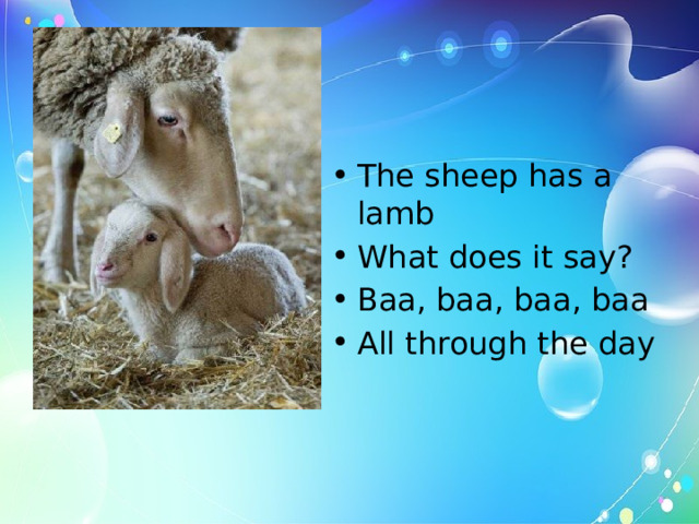 The sheep has a lamb What does it say? Baa, baa, baa, baa All through the day  