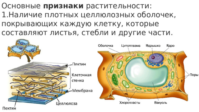 Основные  признаки  растительности: Наличие плотных целлюлозных оболочек, покрывающих каждую клетку, которые составляют листья, стебли и другие части. 