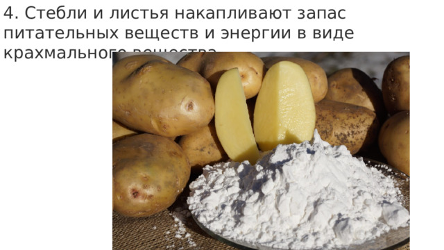 4. Стебли и листья накапливают запас питательных веществ и энергии в виде крахмального вещества. 