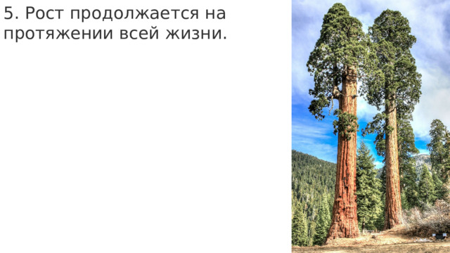 5. Рост продолжается на протяжении всей жизни. 