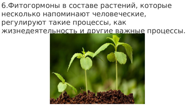 6.Фитогормоны в составе растений, которые несколько напоминают человеческие, регулируют такие процессы, как жизнедеятельность и другие важные процессы. 