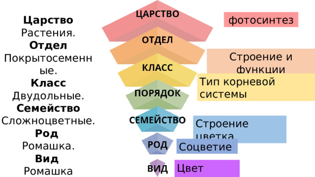 фотосинтез Царство Растения. Отдел Покрытосеменные. Класс Двудольные. Семейство Сложноцветные. Род Ромашка. Вид  Ромашка аптечная. Строение и функции Тип корневой системы Строение цветка Соцветие Цвет цветка 