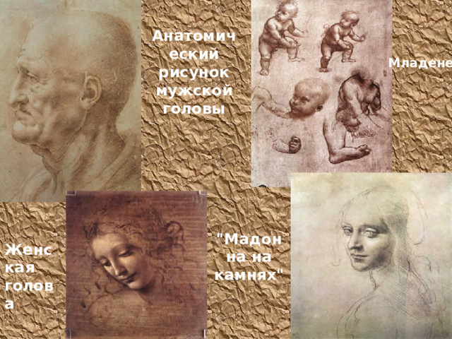 Анатомический рисунок мужской головы Младенец 