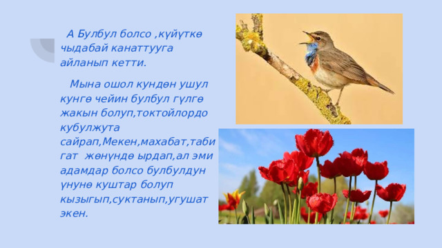  А Булбул болсо ,күйүткө чыдабай канаттууга айланып кетти.  Мына ошол кундөн ушул кунгө чейин булбул гүлгө жакын болуп,токтойлордо кубулжута сайрап,Мекен,махабат,табигат жөнүндө ырдап,ал эми адамдар болсо булбулдун үнунө куштар болуп кызыгып,суктанып,угушат экен. 