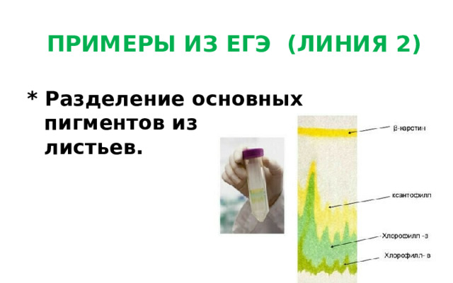 ПРИМЕРЫ ИЗ ЕГЭ (ЛИНИЯ 2) * Разделение основных пигментов из экстракта листьев. 