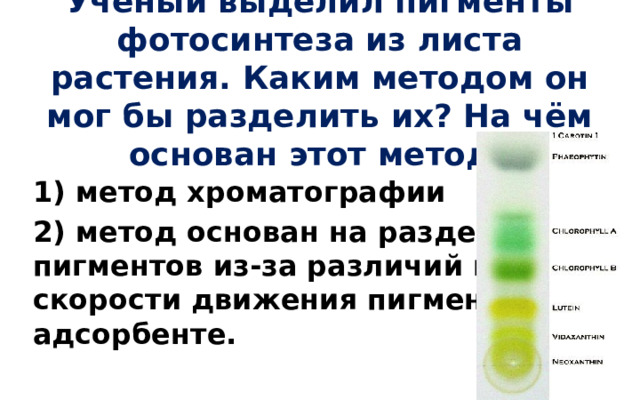 Учёный выделил пигменты фотосинтеза из листа растения. Каким методом он мог бы разделить их? На чём основан этот метод? 1) метод хроматографии 2) метод основан на разделении  пигментов из-за различий в  скорости движения пигментов в  адсорбенте. 