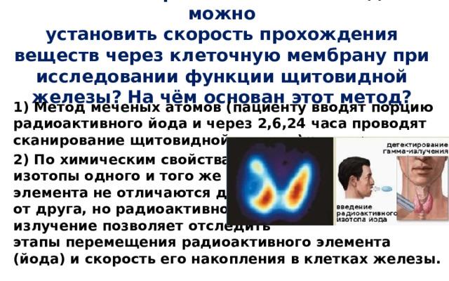 Каким экспериментальным методом можно  установить скорость прохождения веществ через клеточную мембрану при исследовании функции щитовидной железы? На чём основан этот метод?   1) Метод меченых атомов (пациенту вводят порцию радиоактивного йода и через 2,6,24 часа проводят сканирование щитовидной железы). 2) По химическим свойствам  изотопы одного и того же  элемента не отличаются друг  от друга, но радиоактивное  излучение позволяет отследить  этапы перемещения радиоактивного элемента (йода) и скорость его накопления в клетках железы. 